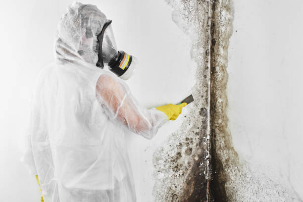 Best Toxic Mold Removal  in Mount Juliet, TN