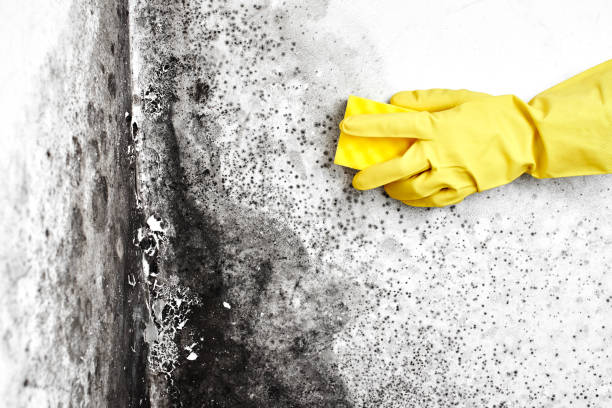 Best Black Mold Removal  in Mount Juliet, TN