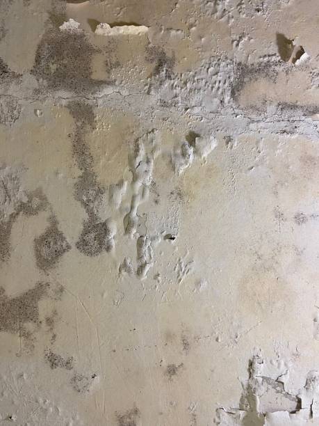Professional Mold Removal in Mount Juliet, TN